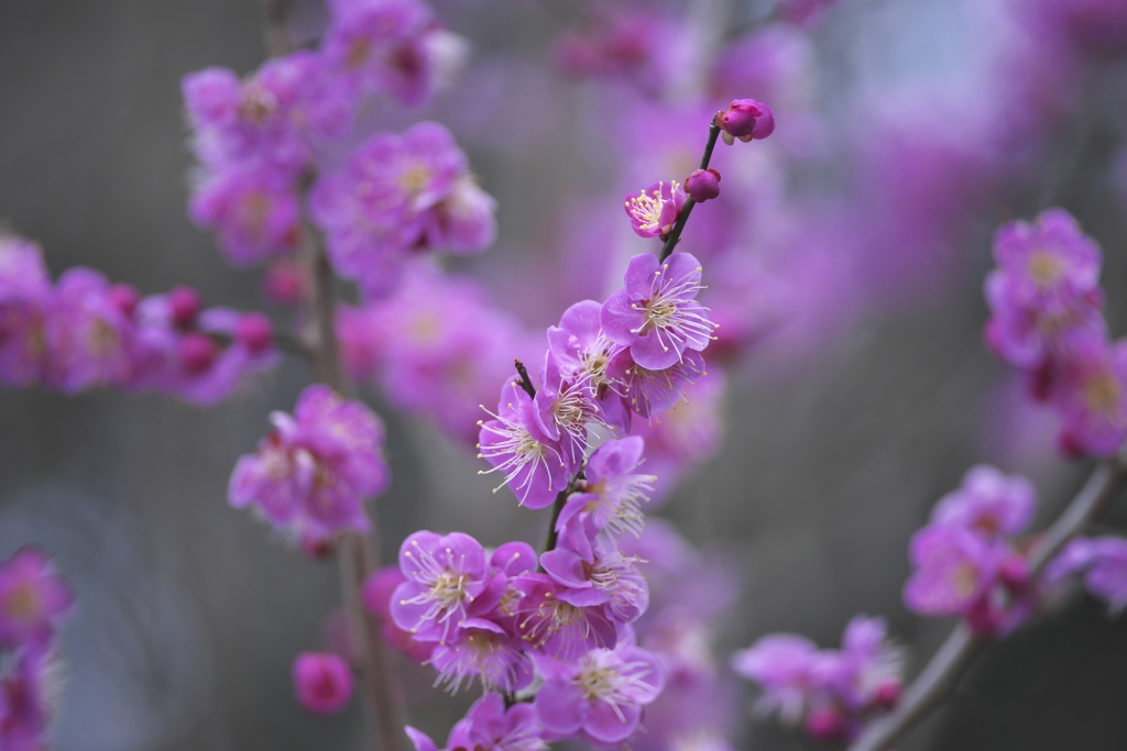 近くのお寺の梅の花　四