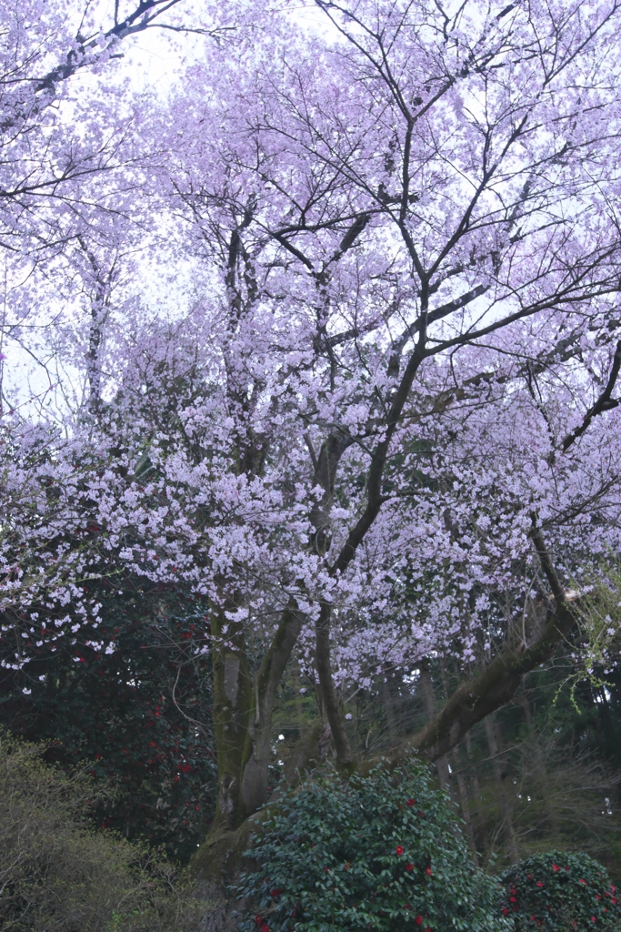 近くのお寺の花　壱
