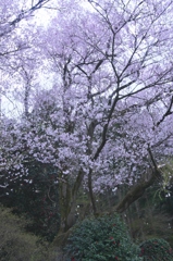 近くのお寺の花　壱