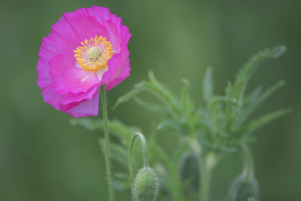 河川敷に咲くポピー　参