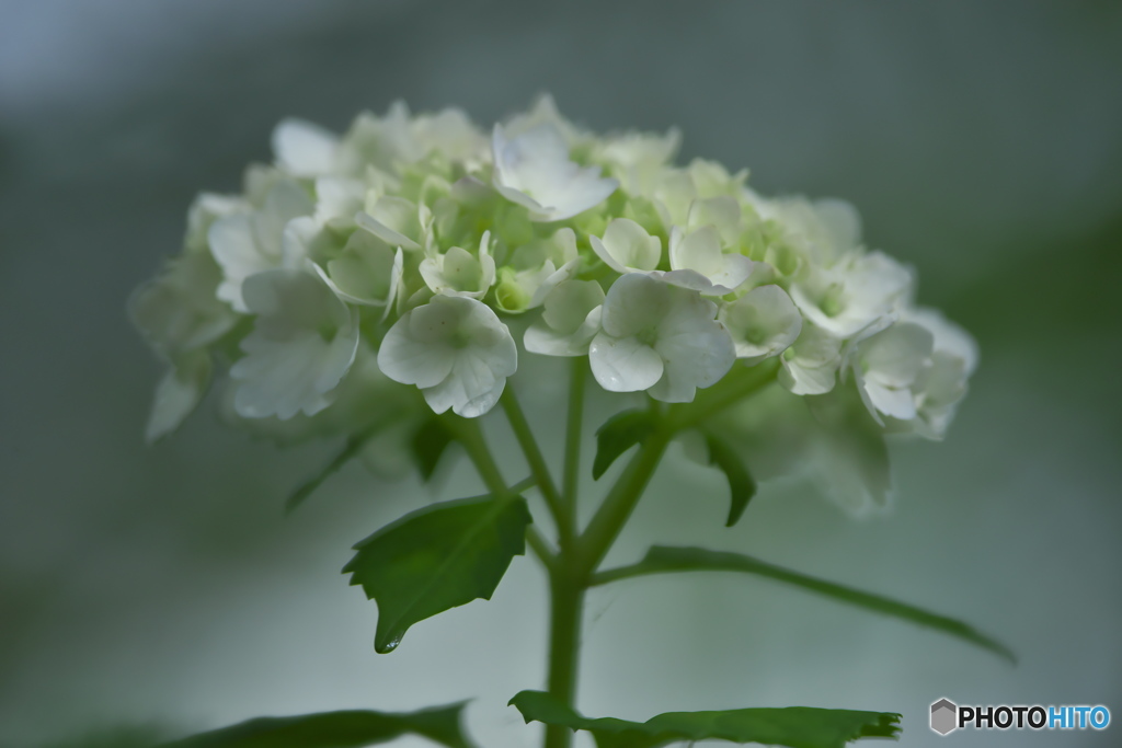 雨引観音の紫陽花　ニ