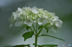 雨引観音の紫陽花　ニ