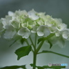 雨引観音の紫陽花　ニ