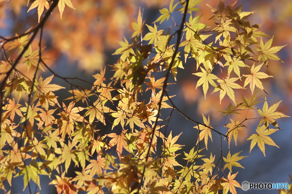 公園の紅葉