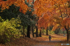 公園の紅葉