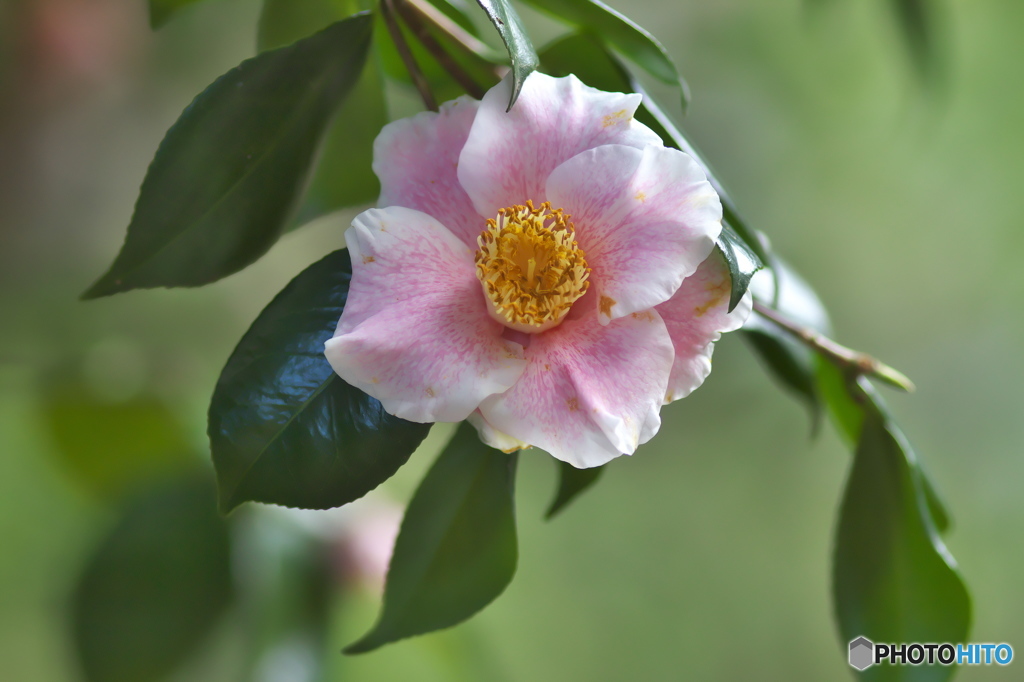 山茶花