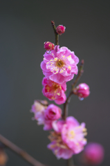 雨上がりの紅梅