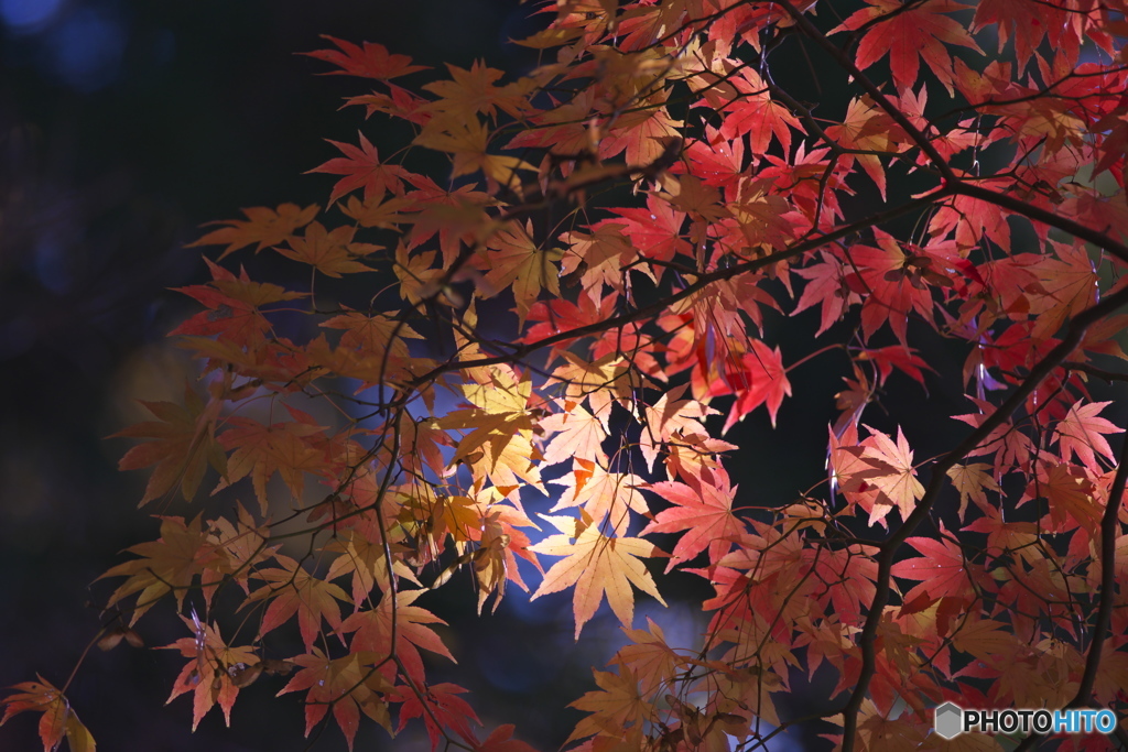 紅葉