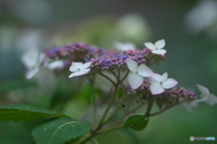 雨引観音の額紫陽花　い