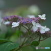雨引観音の額紫陽花　い