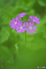 家の庭に咲いていた