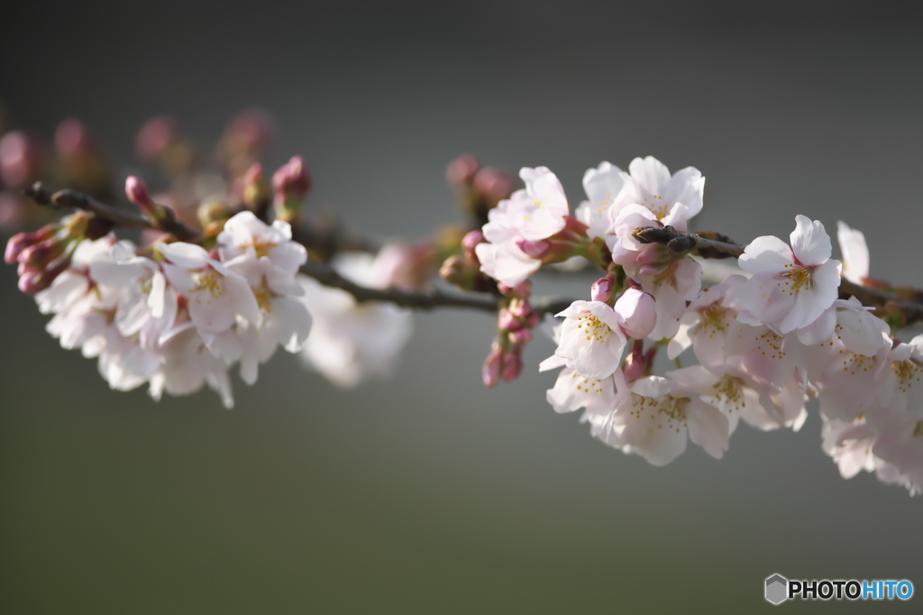 河川敷に咲く桜