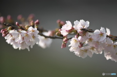 河川敷に咲く桜