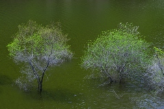 山上湖の若葉