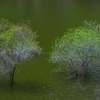 山上湖の若葉
