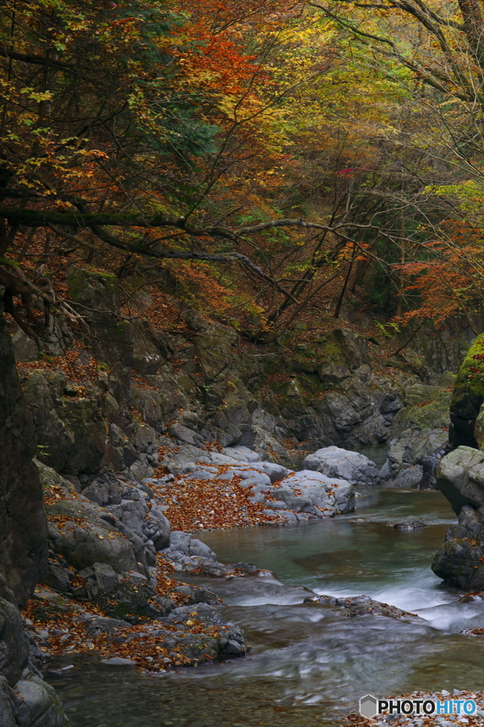 大芦渓谷の紅葉