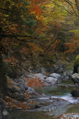 大芦渓谷の紅葉 大芦渓谷の紅葉