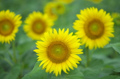 ヒマワリ畑　ハ