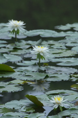 睡蓮と紫陽花　b