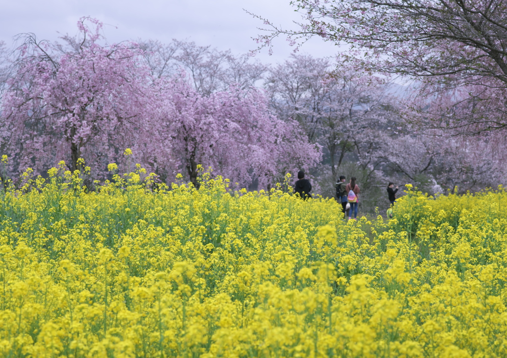 菜の花畑