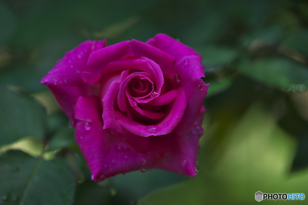 近くの大きな公園の薔薇　参