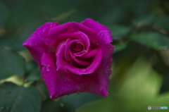 近くの大きな公園の薔薇　参