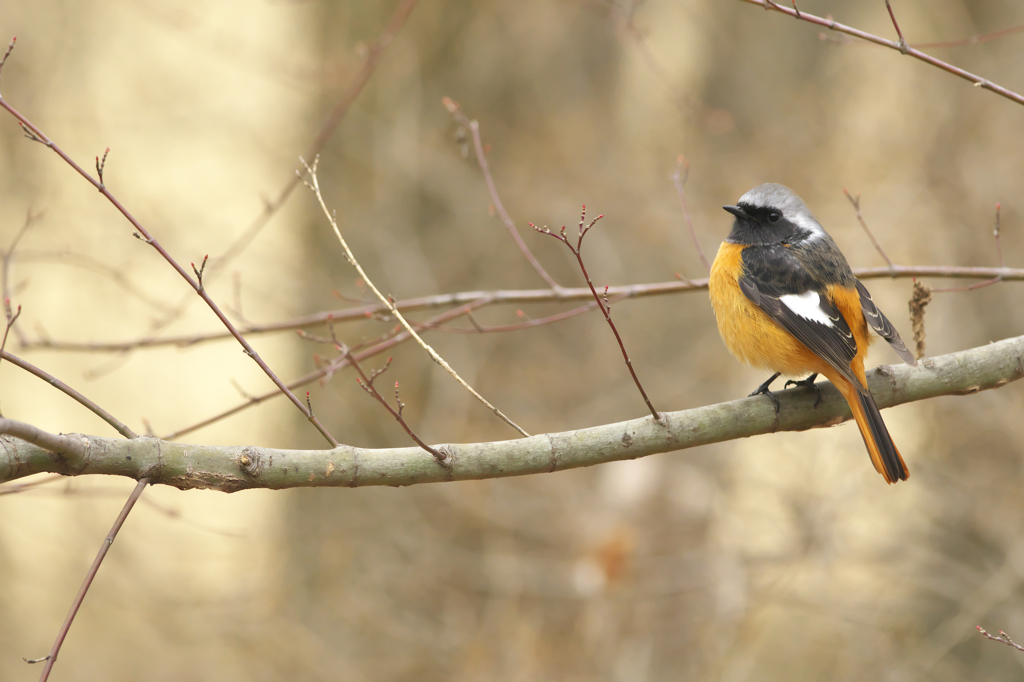 フレンドリーなジョウビタキ