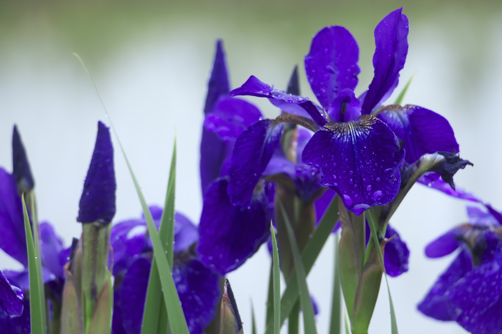 雨中の菖蒲　四