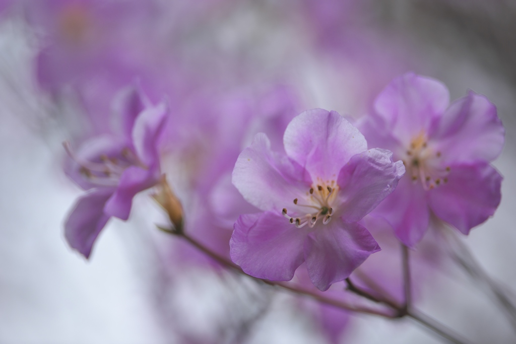 近くのお寺の花　六
