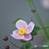 雨上がりのシュウメイ菊