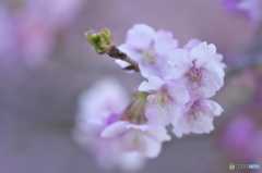 樂法寺　河津桜