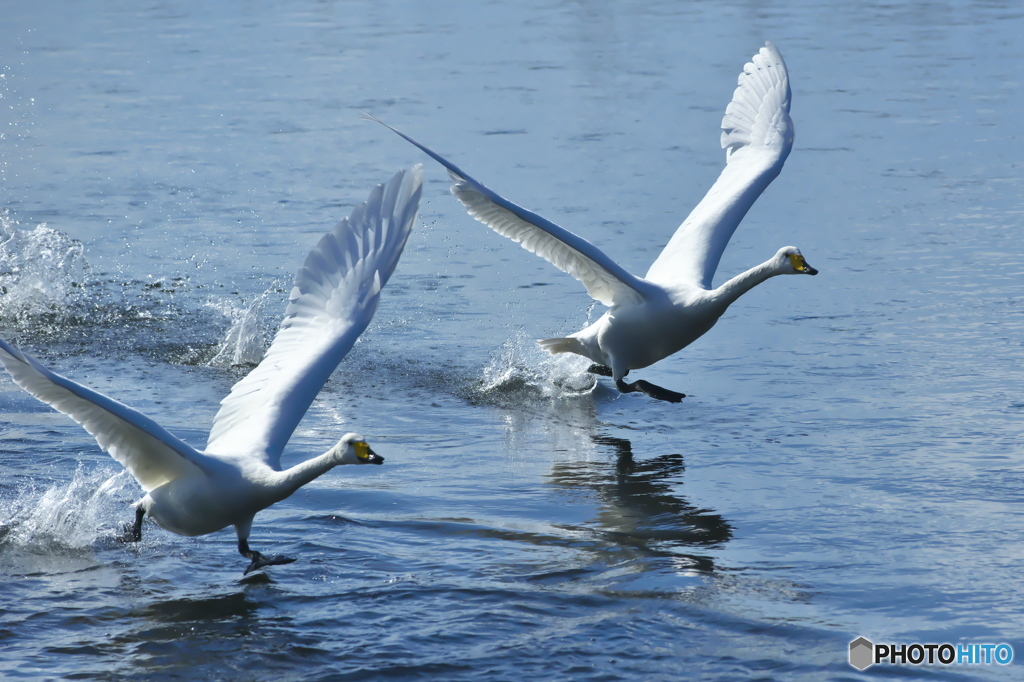 純白の白鳥は清流が似合う