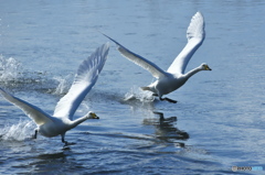 純白の白鳥は清流が似合う