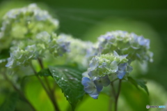 雨引観音の紫陽花　弐