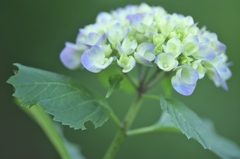 雨引観音の紫陽花　ろ