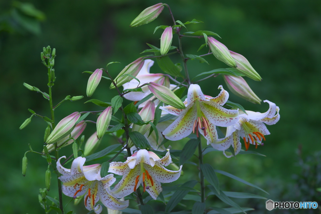 ８５㎜と３００㎜で撮ったヤマユリ　ハ