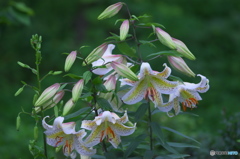 ８５㎜と３００㎜で撮ったヤマユリ　ハ