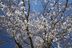 磯部公園の桜