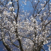 磯部公園の桜