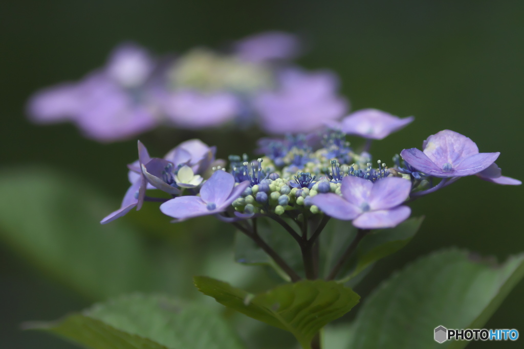 雨引観音の紫陽花　い