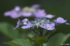 雨引観音の紫陽花　い