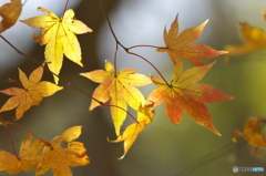 公園の紅葉