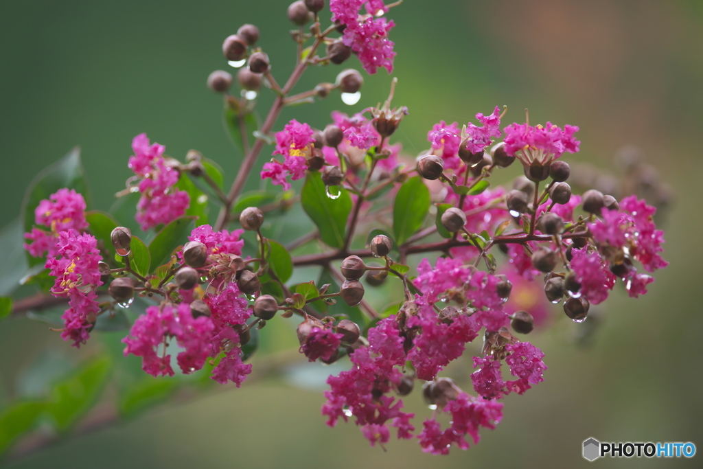 知人の庭は花いっぱい♪♪　c