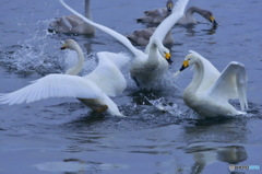 清流の白鳥