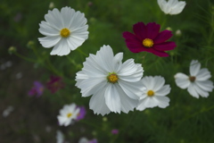 白いコスモス