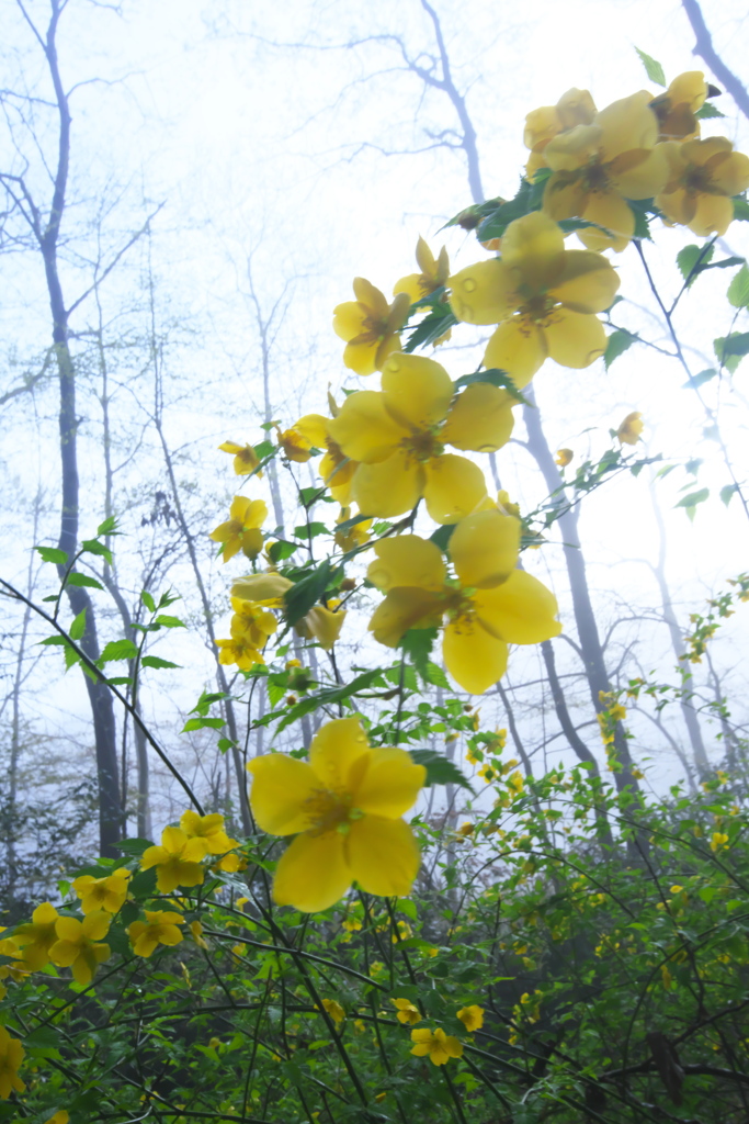 霧中のヤマブキ　ろ