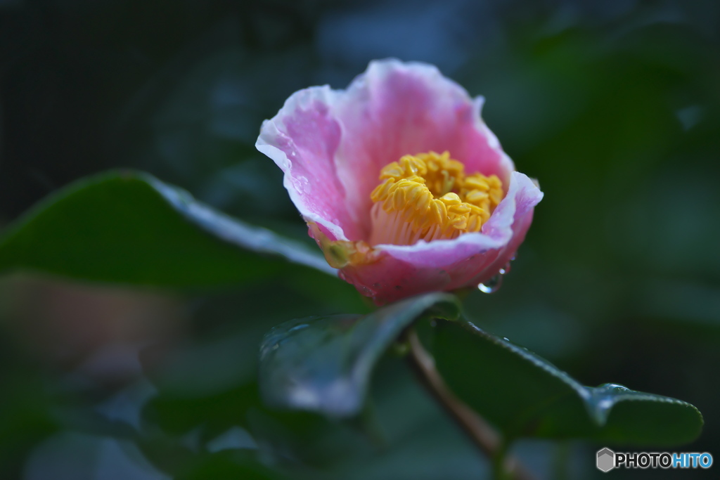 ピンクのサザンカ