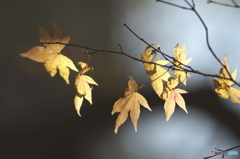 公園の紅葉
