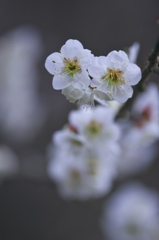近くのお寺の梅の花　Ⅰ