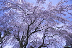 桜　満開